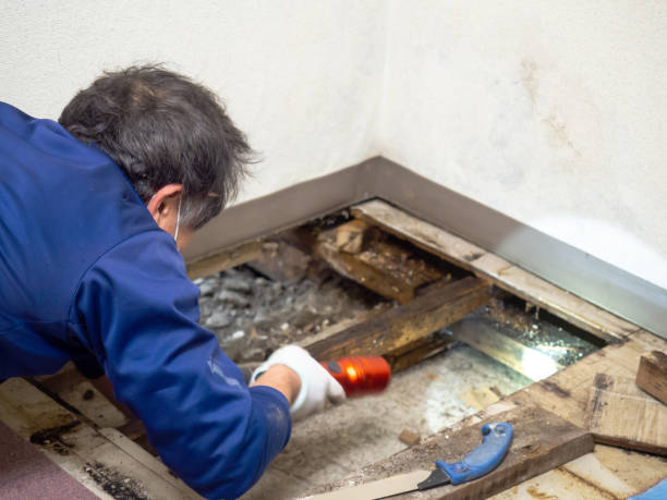 Best Attic Mold Remediation in Yacolt, WA