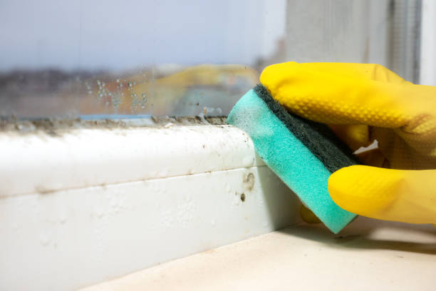 Best Post-Flood Mold Remediation in Yacolt, WA