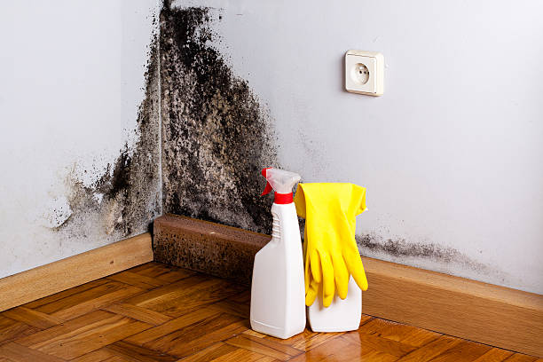 Best Mold Remediation for Schools in Yacolt, WA