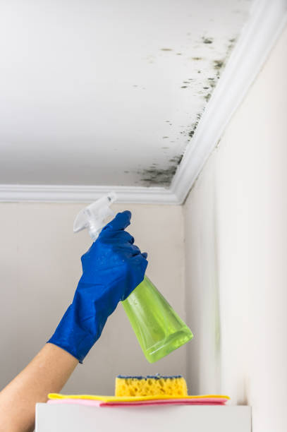 Best Mold Remediation for Specific Building Types in Yacolt, WA